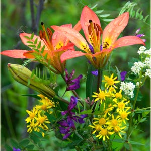 Carte de voeux Fleurs sauvages du Canada vierge à l'intérieur de Canadian Nature Photography