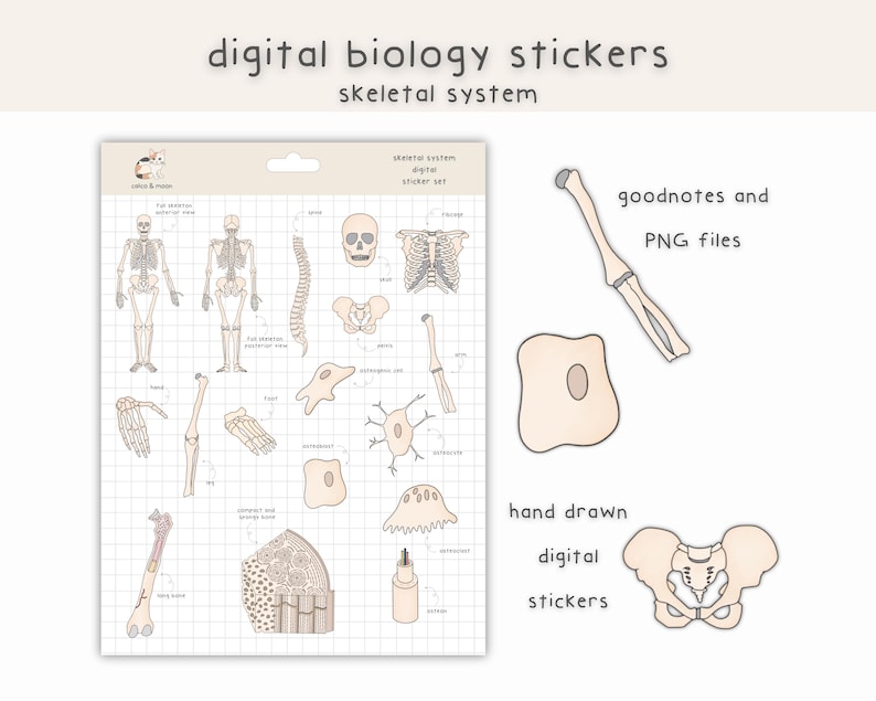 Skeletal System Sticker Biology Digital Stickers: Skeletal System (goodnotes, Notability, PNG ...