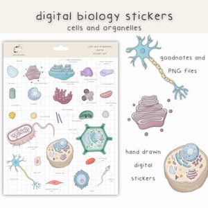 May include: A digital sticker set featuring hand-drawn illustrations of various cells and organelles, including a neuron, a plant cell, and an animal cell. The stickers are designed for use in Goodnotes and other note-taking apps.