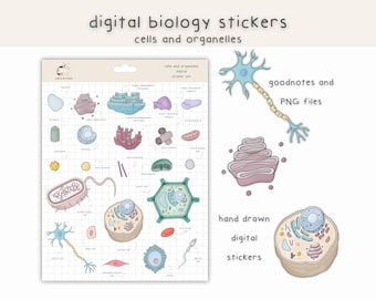 Puede incluir: Un conjunto de pegatinas digitales con ilustraciones dibujadas a mano de varias células y orgánulos, incluyendo una neurona, una célula vegetal y una célula animal. Las pegatinas están diseñadas para su uso en Goodnotes y otras aplicaciones de toma de notas.