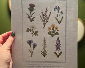 Wildflowers Of Scotland A4 Botanical Print On White Silkweave Linen Textured Paper
