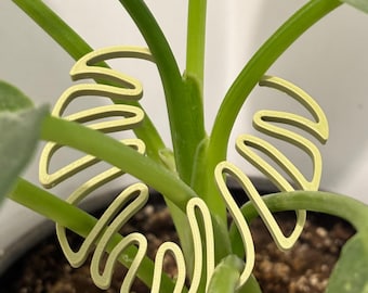 philodendron jose Philodendron Jose Buono variegata XL
