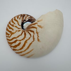 May include: A chambered nautilus shell featuring a spiral pattern of reddish-brown stripes against a creamy white background. The center of the shell reveals a smooth, iridescent, pearlescent interior surface visible within the dark opening.