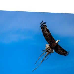 Ali imponenti dell&#39;aquila calva americana, Stati Uniti, USA, Maestosa aquila calva, Aquila calva in volo, Fotografie di aquile calve.