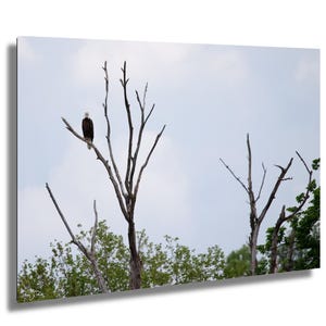 Aquila calva americana, patriottico, USA, libertà, Stati Uniti, decorazione da parete con aquila, uccello maestoso, decorazione da parete con aquila calva,