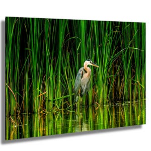 A GREAT BLUE HERON, -Nature Photography, Blue Heron Photography Print, Blue Heron Print, Bird Fine Art Print, Heron Fine Art