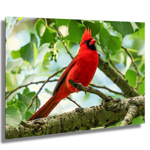 Bird Photo, Red Cardinal Photo - Bird Photography,  Bird Lover Gift,  Wildlife Photography, Red Bird Wall Décor, Northern Cardinal, Red Bird