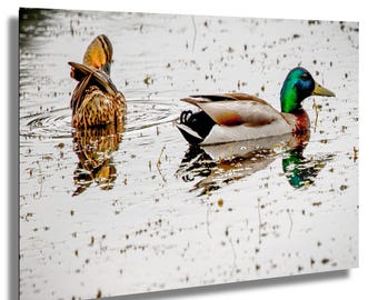 Stockente Fotodruck: Rustikale Natur