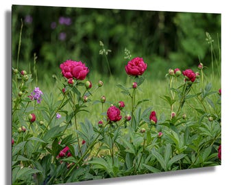 Pfingstrose Blumen Fotografie Print: Romantische Blumen Wandkunst