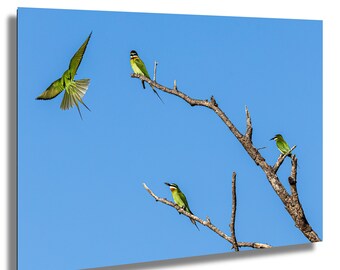 Madagaskar Bienenfresser Safari in Afrika Fotoabzug: Geschenk für Vogelbeobachter
