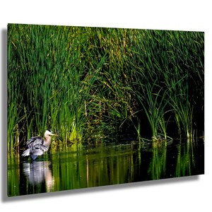 A GREAT BLUE HERON -Waiting for a Fish!  Nature Photography, Blue Heron Photography Print, Blue Heron Print, Bird Fine Art Print, Heron Art
