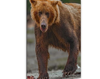 力強さ、アラスカヒグマの写真プリント：カトマイ国立公園
