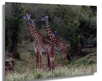 Könnte beinhalten: Ein Foto von vier Giraffen, die auf einem grasbewachsenen Feld stehen, mit Bäumen im Hintergrund. Die Giraffen haben braun-beige gemusterte Felle und lange Hälse. Das Bild ist im Querformat.