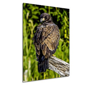 Juvenile Bald Eagle, American Bald Eagle, United States, USA, Majestic Bald Eagle, Bald Eagle in Flight, Bald Eagle Photography