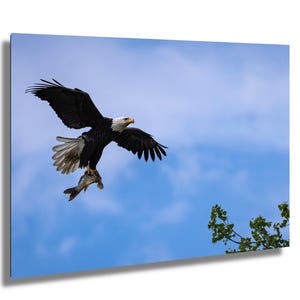 Qualcuno ha fame? - Aquila calva con pesce, Aquila calva americana, Decorazione da parete con aquila calva, Stampa fotografica di aquila calva in volo con pesce, Patriottico, USA