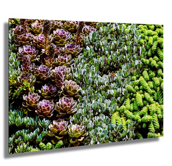California Succulents Photo Print: Urban Oasis Wall Art - Etsy Israel