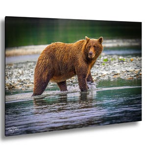 Alaska Brown Bear Wall Art Print, Wildlife Photography,  Nature Lovers gift, hunting, man cave decor, fishing for salmon, bear decor