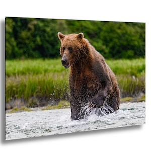 Alaska Brown Bear Wall Art Print, Wildlife Photography,  Nature Lovers gift, hunting, man cave decor, fishing for salmon, bear decor, CLAWS