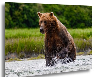アラスカヒグマの写真プリント：カトマイ国立公園の野生動物アート