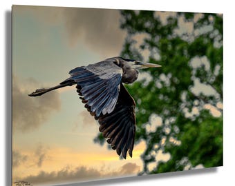 Blauer Fischreiher-Sonnenuntergang-Fotografie - Küstenwand-Kunst