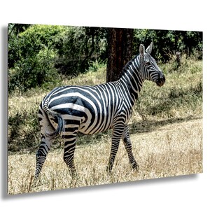 Zebra, African Wall Decor, Zebra Wall Art, Zebra Wall, Animal Photography, Modern Minimalist Home Decoration, Gift for Wildlife Lovers