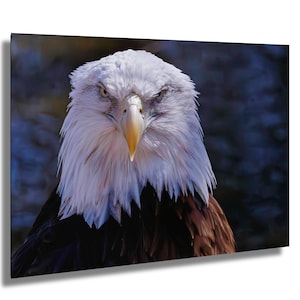 La majestuosa águila calva americana, libertad, América, fotografía de aves, naturaleza, arte mural, arte de vida silvestre, impresión de vida silvestre, imagen de águila calva