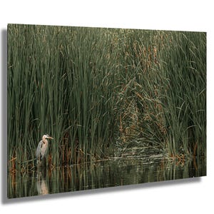 THE BLUE HERON,  Nature Photography, Blue Heron Photography Print, Blue Heron Print, Bird Fine Art Print, Heron Photo Art