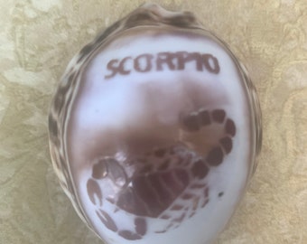 Scorpio Cowrie Shell