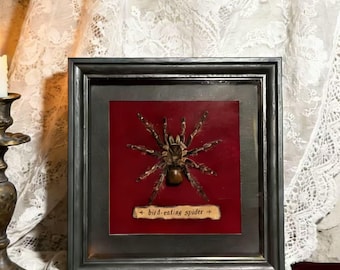 サビノキクモ（Acanthoscurria ferina）本物のクモの標本