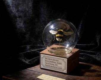 Cupola di vetro gotica con ape / Vero esemplare di ape conservato / Decorazione dark academia per curiosità / Espositore entomologico / Regalo a tema natura e stregoneria