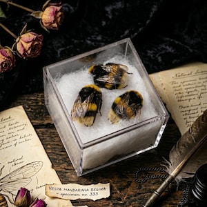 May include: A clear, square display case contains three preserved bumblebees with black and yellow markings, resting on white cotton. The case sits on a wooden surface with vintage ephemera, including handwritten notes and dried roses.