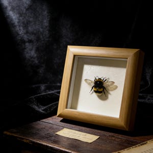 May include: A framed insect specimen, featuring a black and yellow bumblebee. The bee is centered within a light-colored mat, encased in a natural wood frame. A small, aged paper label rests below the frame on a wooden surface.