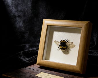 Bumblebee Specimen Art | Real Ethically Sourced Bee | Nature Wall Decor Gift | Botanical Insect Frame | Handmade Gift for Her
