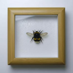 May include: A framed insect specimen featuring a bumblebee. The bee, with its black and yellow striped body and translucent wings, is centered on a white background within a light brown wooden frame. The frame is square and has a simple, natural finish.