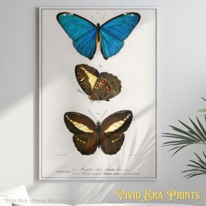 Orbigny Butterfly Wall Art Print Vintage Insect Illustration Colorful Entomology Decor Natural History Poster Entomologist Gift Home Office