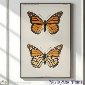 Vintage Monarch Butterfly Poster Nature Wall Art Entomology Print Butterfly Illustration Home Decor Botanical Art Nursery Office Gift