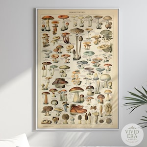 Vintage Pilz Poster Botanische Wandkunst für Küche oder Eingangsbereich Dark Academia Dekor Geschenk für Naturliebhaber Cottagecore Druck