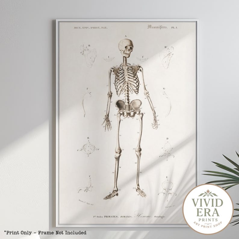 Vintage Skeleton Art Print: Human Anatomy Poster, Medical Decor - Etsy ...