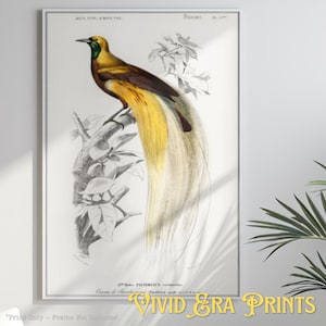 Paradisaea Apoda Bird of Paradise Wall Art Elegant Tropical Bird Print for Living Room or Office Gift for Bird Lovers or Nature Enthusiasts