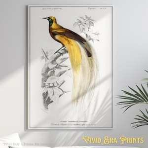 Impresión de pájaro Orbigny Paradisaea Apoda, arte de pared tropical vintage, póster de pájaro exótico, ilustración de la naturaleza, decoración de calidad de museo para el hogar o la oficina.