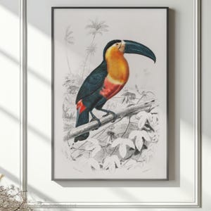 Vintage Toucan Art Print Tropical Bird Illustration Colorful Exotic Wall Decor Nature Lover Gift Botanical Poster Jungle Aesthetic