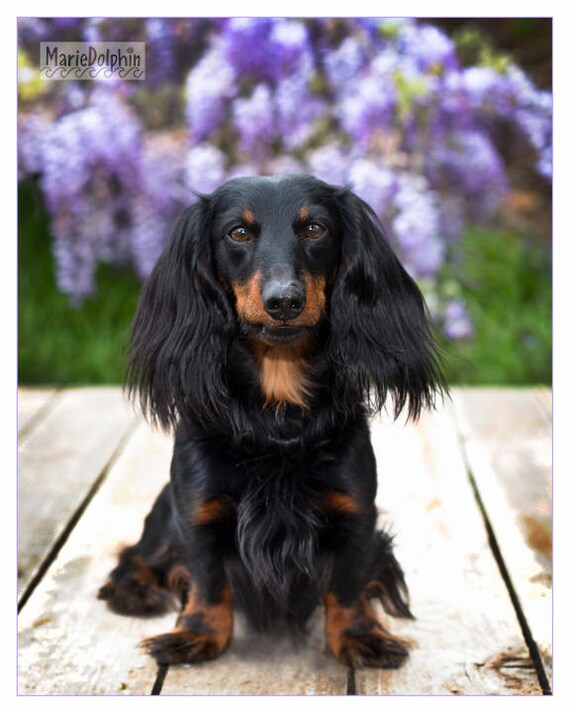 Little Long Hair Dachshund Dog On Wooden Platform By Etsy