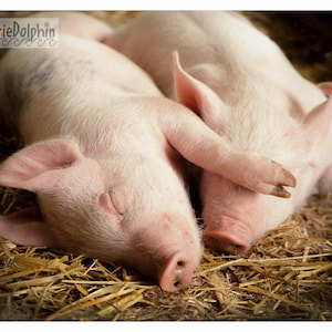 May include: Two pink piglets are sleeping peacefully on a bed of straw. One piglet has its eyes closed, and the other has its front leg over its face. The image is well-lit, with a warm, natural color palette.