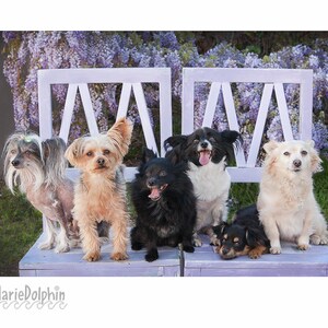 May include: A group of six dogs of various breeds and sizes posing on a light purple bench. The dogs include a Chinese Crested, a Yorkshire Terrier mix, a black Pomeranian, a black and white dog, a cream-colored dog, and a small black and brown dog.