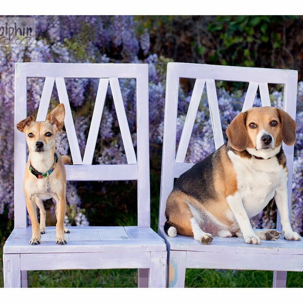CHIHUAHUA & plump Beagle rescue DOGS on old Barn Chairs enjoying  purple WISTERIA vines pet photos photography cute childrens room