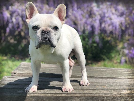 White FRENCH BULLDOG dog stands on wood deck n front of purple | Etsy
