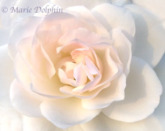 White ROSE w peach pink ish tones floral photo FLOWER painterly photography Close Up Fine ART Wall Decor