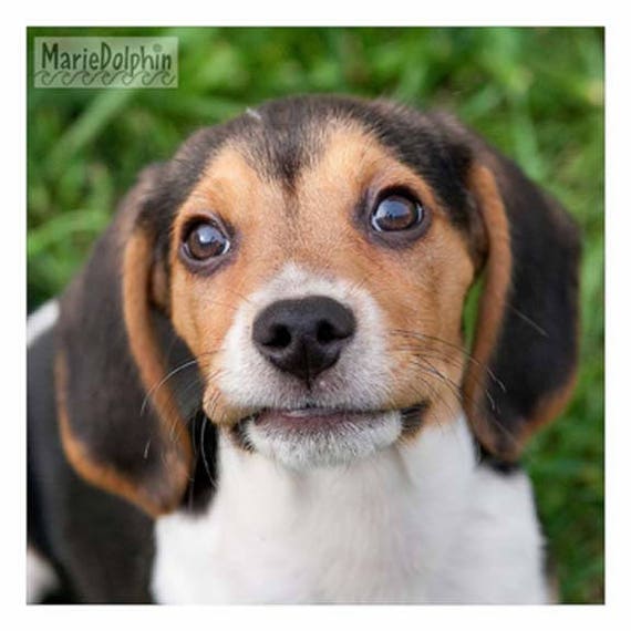 little beagle puppies