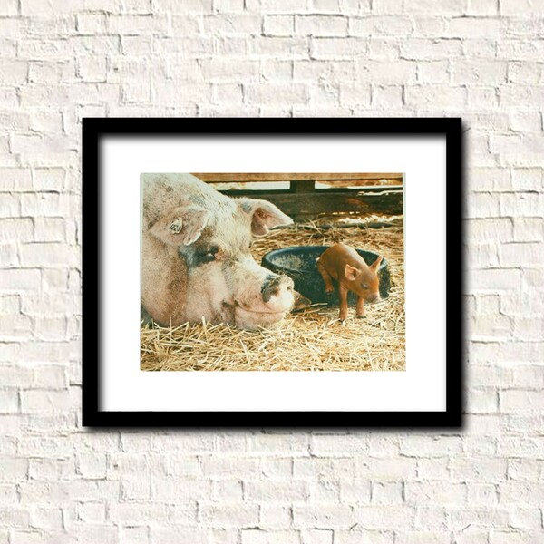 Clearance ..last one- PIGS momma and baby in feed bowl on straw in barn  2  Farm animals Pet Photos in LOT PHOTOGRAPH Retired image- no more