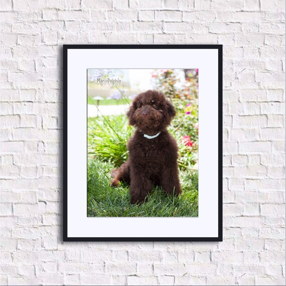 chocolate goldendoodle puppy